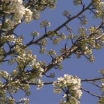 Long Island City in the Spring